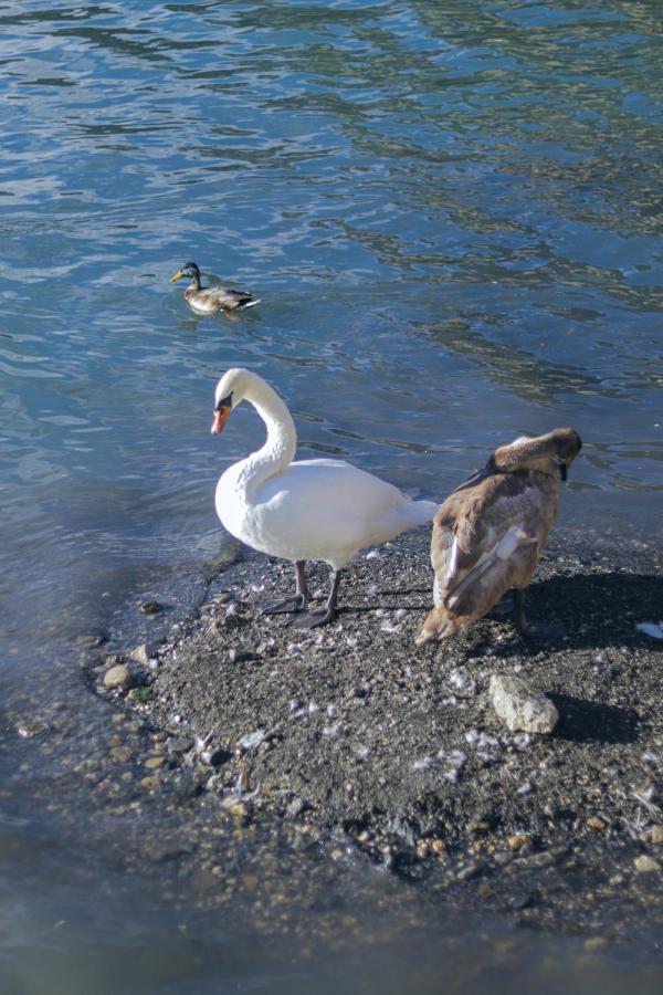 Una Civetta sul Lago Alleghe Esterno foto